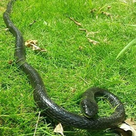 52 Tommer Gummi Slange Falsk Slange, Realistisk Hold Fugle Væk, Skræmmende Gag Gave Nyhedslegetøj Til At Spille Jokes Prankster Ting Gag Til