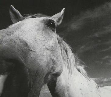 Big guns PREVITE/PETRELLA/SAL