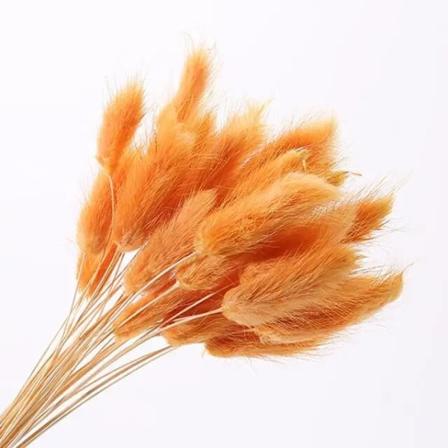 30 st/lot naturliga torkade blommor kanin svans gräs gäng färgglada Lagurus Ovatus äkta blombukett för hem bröllop dekoration Orange