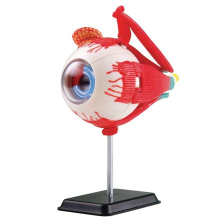 EDU-TOYS Anatomisk modell Öga 14 cm - Lyreco - Skola och förskola - Klassrummet / Lära - Anatomi