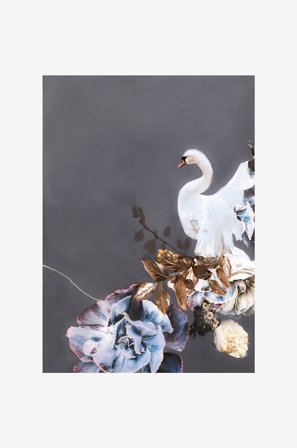 Malerifabrikken - Poster Swan Gold 1 - Grå - Postere - Fra Homeroom