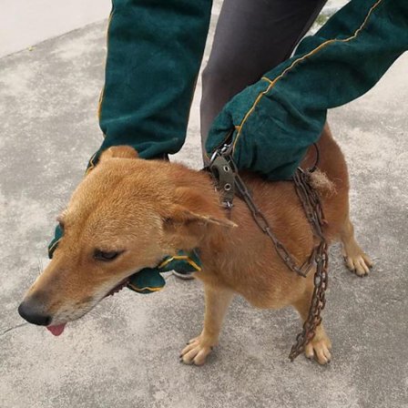 Katte- og hunde-bidsikre handsker - Varme-/ildbestandigt PU-læder | Anti-bid-handsker til træning, svejsning og håndtering af krybdyr