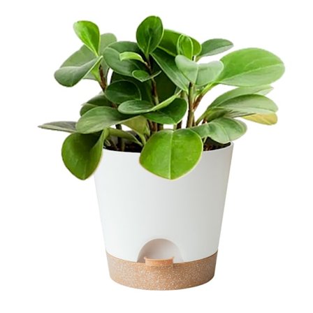 Sæt med 6 selvvandende potteskjulere til indendørs og udendørs brug med drænhuller, tallerkencisterner