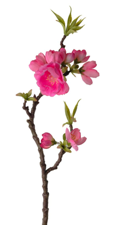 Mr Plant Kunstig Epleblomst Mørk-Rosa H40