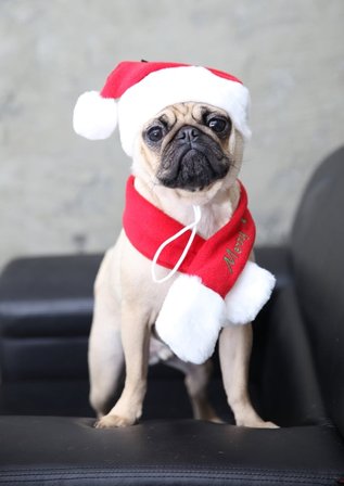 Puppia - Tomtescarf- Julkläder till hund