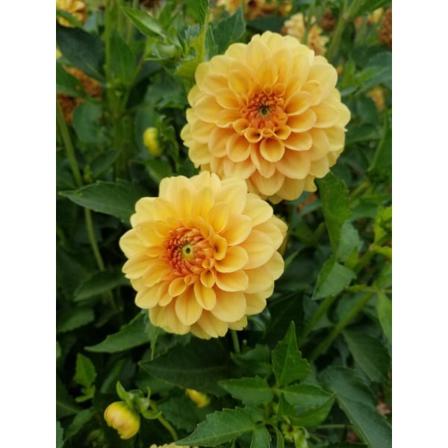 Dahlia Rot Golden Scepter 3-pack (ball) Medium Till Hög (lev. F