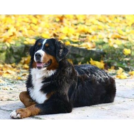 30 x 40 cm, Koira Timanttimaalaus Kirjonta Timanttimaalaus Canv