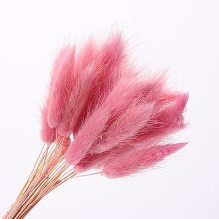 30 st/lot naturliga torkade blommor kanin svans gräs gäng färgglada Lagurus Ovatus äkta blombukett för hem bröllop dekoration Rose Red