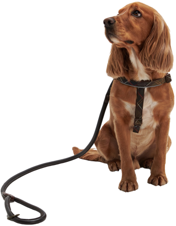Barbour Snap Lead koiran talutushihna, Dark Brown