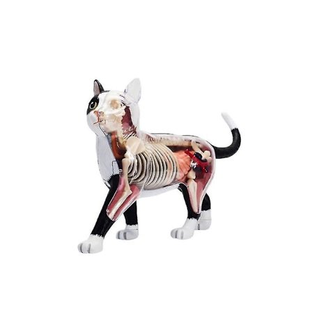 Anatomi Model af Katteorganer 4d - Intellektuelt Samlespil til Undervisning i Anatomi - DIY-Apparater