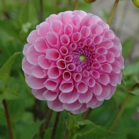 Dahlia Rot Stolze Von Berlin 3-pack (pompon) , Hög (lev. From. V