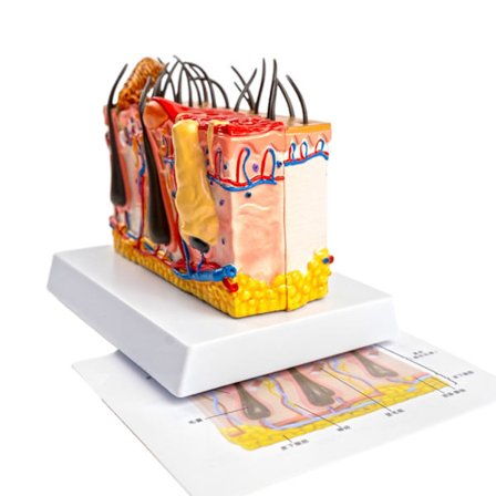 Anatomisk hundehudmodell, veterinære læremidler for sykdomsstudier, medisinsk forelesning, viser detaljer om hundens hudsystem