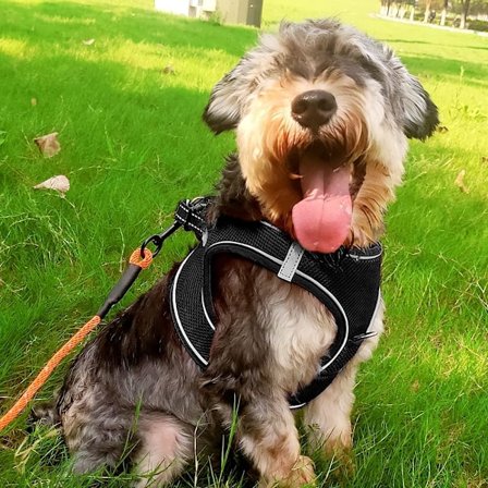 Hundsele, Mjuk Mesh Reflexterande Andningsbar Västsele, Lätt Promenadsele med Säkerhetsspänne för Små och Mellanstora Hundar (L, Svart)