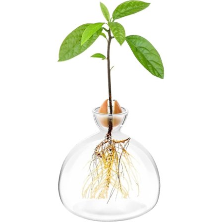 Avokadon siemenen idätysastia Avokadopuun kasvatussetti Lasimaljakot Kasvata avokadopuita kotona Avokadopuun kasvatussetti Epätavalliset 