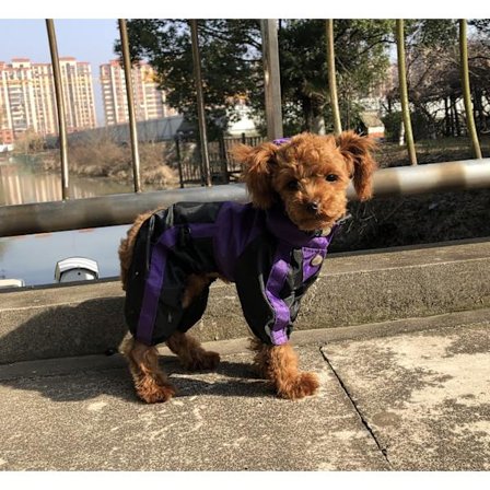 Medelstor Hund Regnrock Lila Regnrock Hund Regnrock med Justerbar