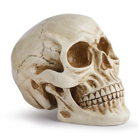 Livsstørrelse menneskelig hodeskallemodell 1:1 Replika Realistisk menneskelig voksen hodeskalle