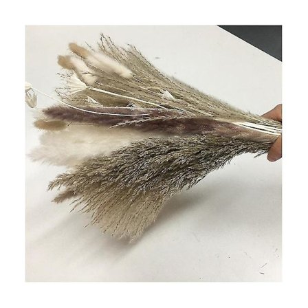 102 st Naturliga Torkade Pampasgräs Dekoration Pampasgräs Bukett För Blomsterarrangemang Bröllop Dekoration