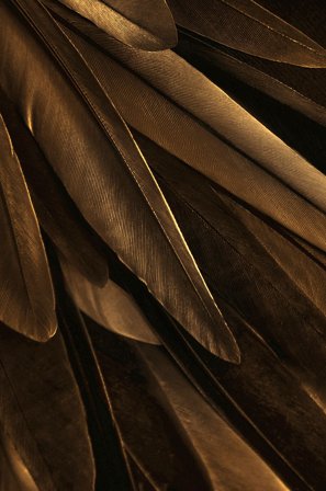 Malerifabrikken - Plakat Gold wing - Guld - Posters - Fra Homeroom