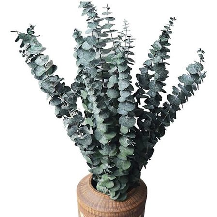 10 Pakke Naturlige Tørrede Eucalyptus Bundter, Konserverede Friske Eucalyptus Grene til Blomsterarrangementer, Bryllupsdekoration