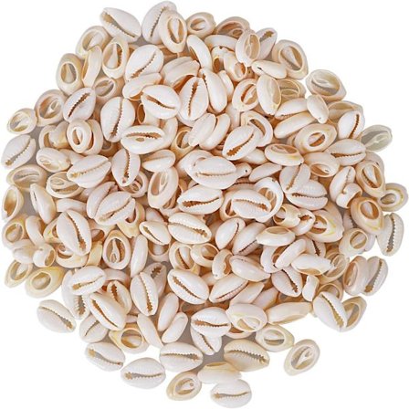 Strong Cowrie Shell Beads Smooth Cut