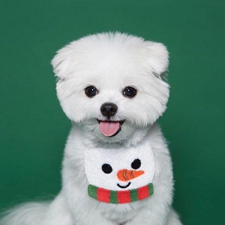 INS Sukker Kage Bib Hund og Kat Bib Jul Hvalp Tilbehør