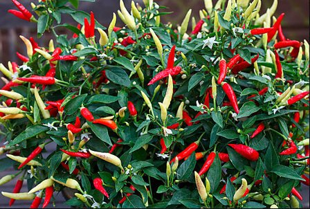 AUK CHILI BASKET OF FIRE*