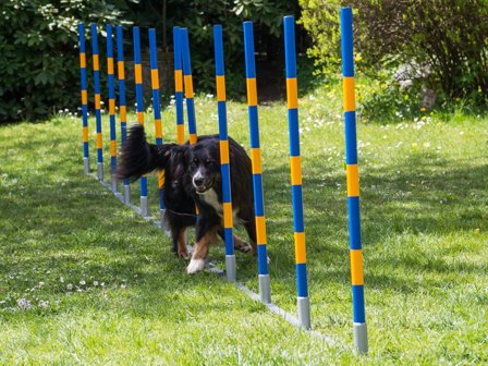 Agility Profi Slalåm Allé PRO-serie