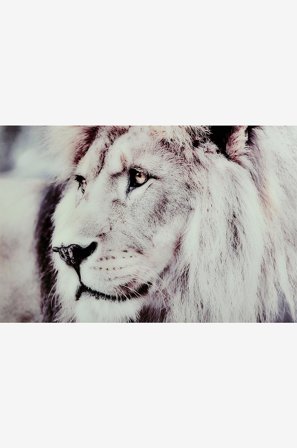 Nordic Furniture Group - Taulu Lion - Harmaa - Taulut - - Homeroom