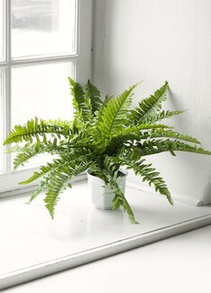 Konstväxt Ormbunke Grön - Mr Plant