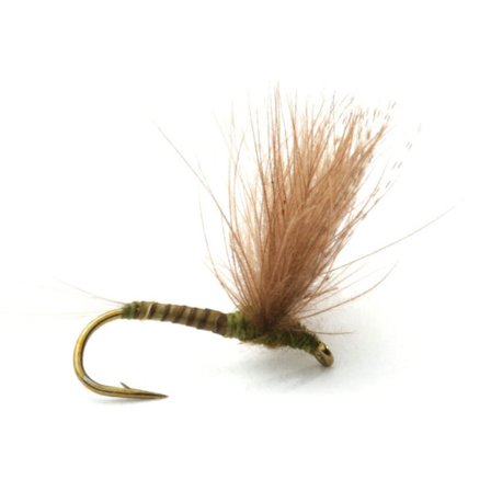 Guideline CDC Biot Comparadun Olive - #18