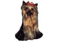 Yorkshire terrier hode - klistremerker