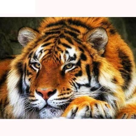 Full 5d Diy Diamond Painting Cross Stitch Boring Tiger Mosaic Br Som På Bilden 1 45x60cm