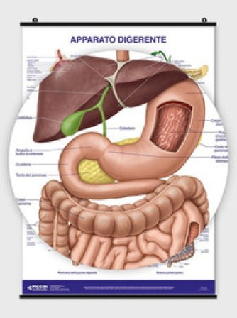 Poster apparato digerente Lucia Manzoli