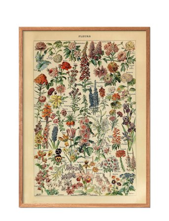 Poster & Frame Fleurs - Multi/patterned - 50X70CM