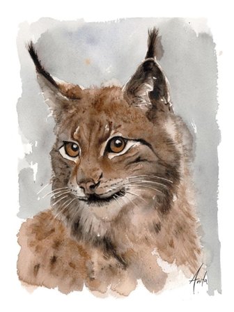 Nordic Wild Kunsttrykk Gaupe 30x40cm Akvarellpapir