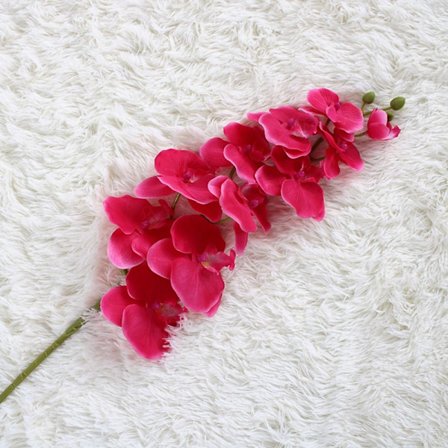 Butterfly Orchid tekokukka ROSE RED