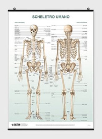 Poster scheletro umano Lucia Manzoli