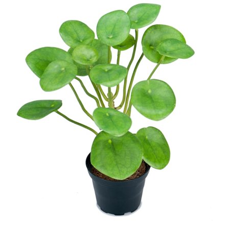 Elefantøre Lille Kunstig Grøn Plante