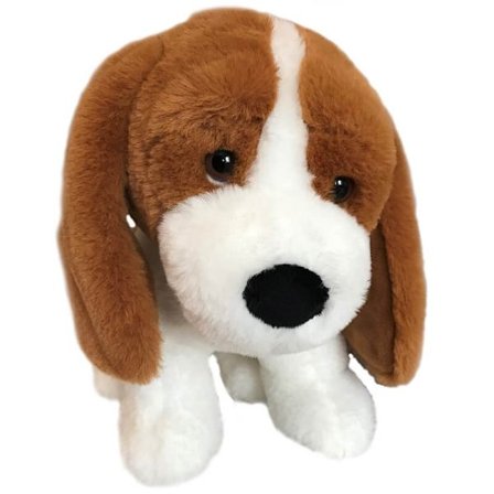 Beagle-koira, 30 cm
