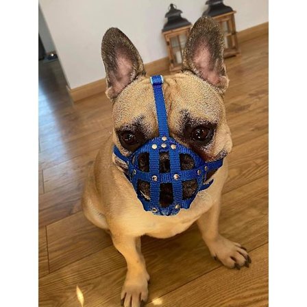 Hundemunnbind for Fransk Bulldog Franskies og andre lignende snuter kort snute (FB2, Blå)