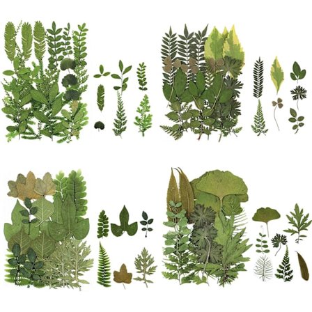 4 Pack Pressade torkade blad Herbarium växt kronblad blad mix riktiga naturliga torkade blad för harts konst DIY nagelkonst utsmyckningar 