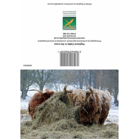 Kevin Milner Highland Cattle In The Snow Jul Kort En Storlek