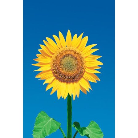 Sunflower - Solros