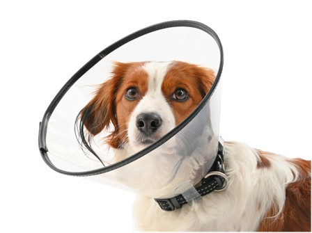 Buster - Komfortkrage 10 cm - Hund - Hundepleie & kosttilskudd - Sårkrager & hundekrager - ZOO.no