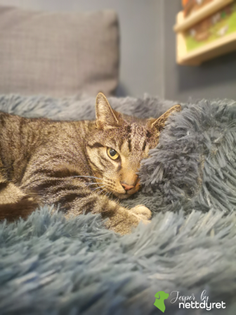 Jesper by Nettdyret Sofaseng, Mørk - M