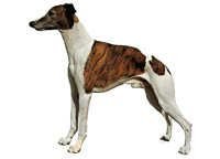 Whippet - klistremerker