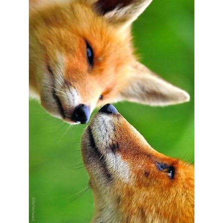 30 x 40 cm, kaksi kettua Timanttimaalaus Timanttikirjonta Maalaus