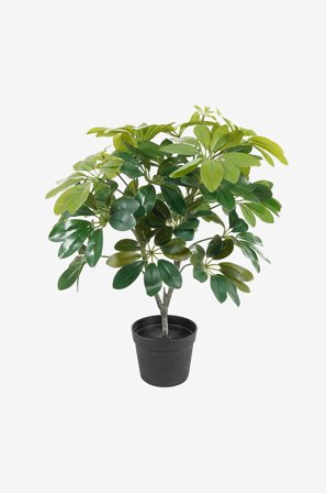 Present Time - Tekokasvi Shefflera vihreä - Vihreä - Tekokasvit - - Homeroom