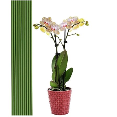 20 stk 40 cm grønne plantesupportstenger Hage Hjem Hagearbeid Stativ