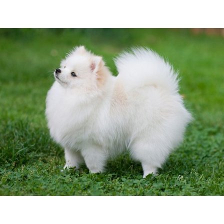 30x40cm, Hvit pels hund 5d diamantmalt rhinestones brodert